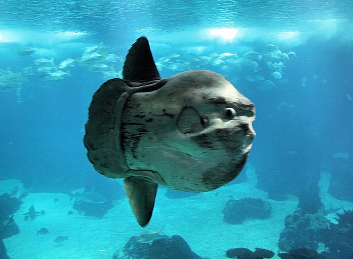 Atrakcje oceanarium rekiny i pingwiny