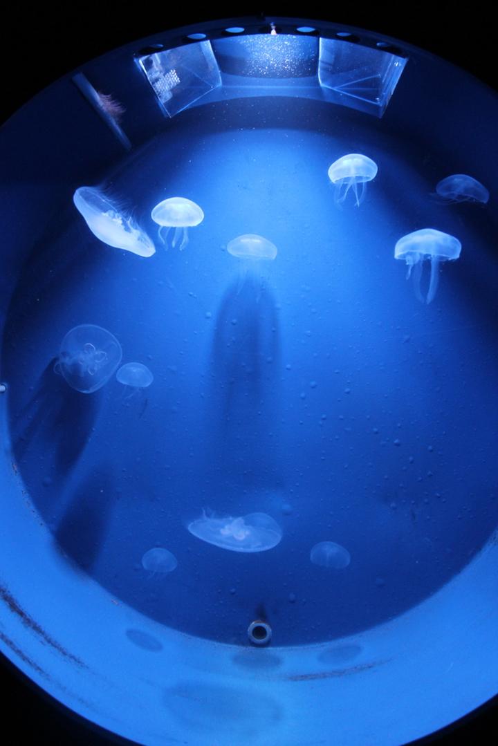 Atrakcje w Rotterdamie i Scheveningen