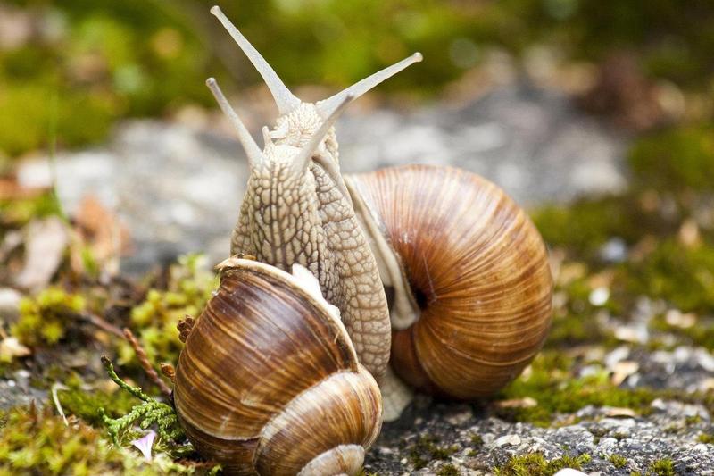 Biologia i ekologia winniczków