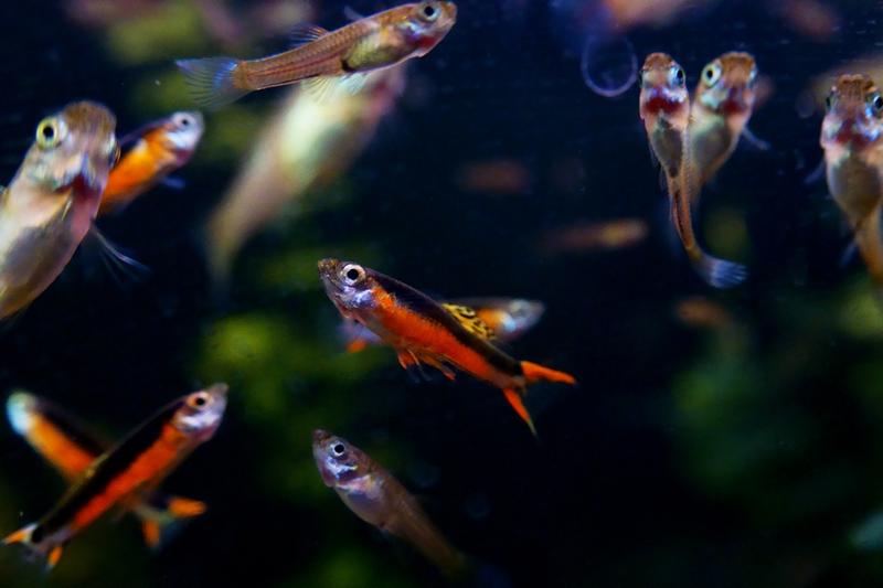 Cykl życia gupików