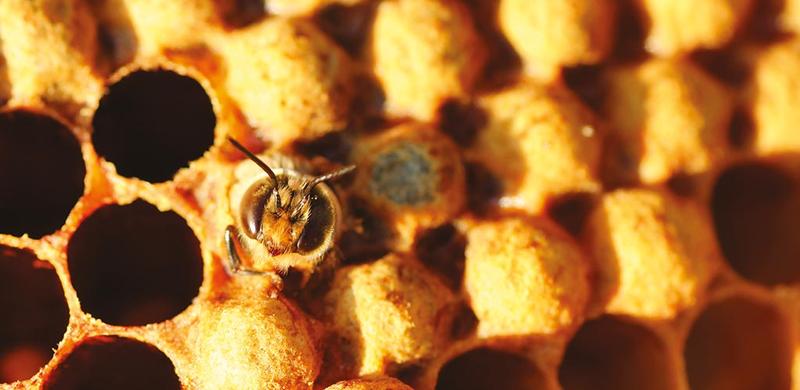 Cykl życia pszczół