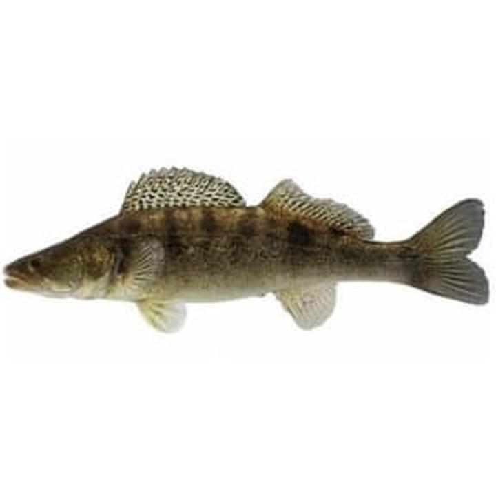 Dieta i pokarm sandacza