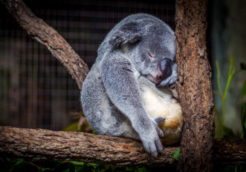 Dieta i żywienie koali