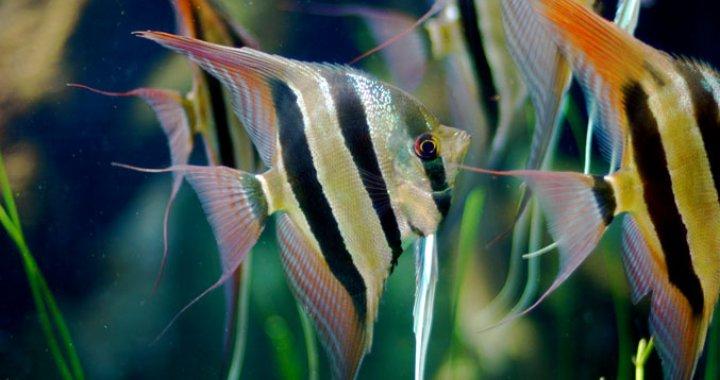 Dobór obsady do akwarium