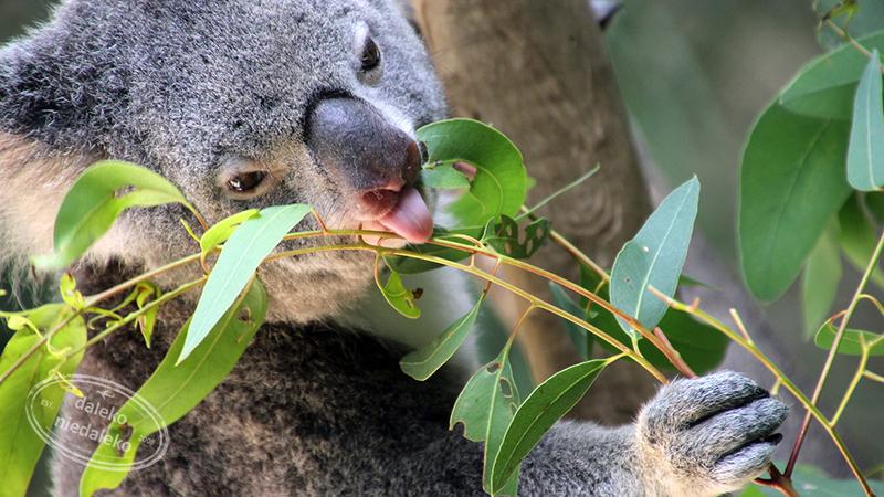 Eukaliptus w diecie koali