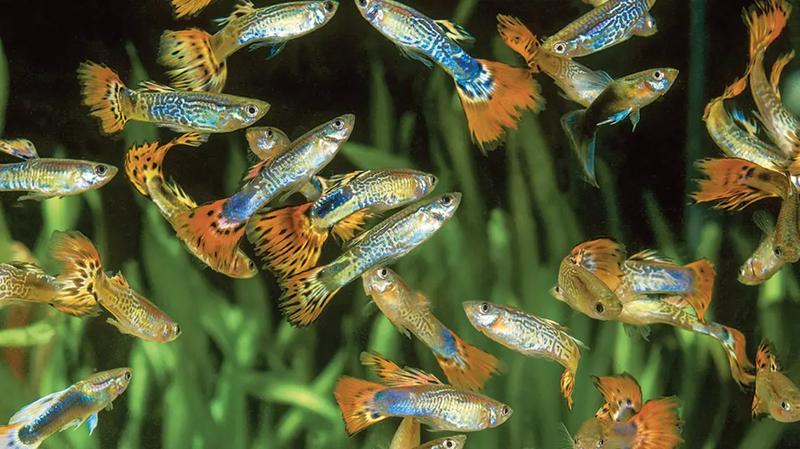 Gupiki w akwarium