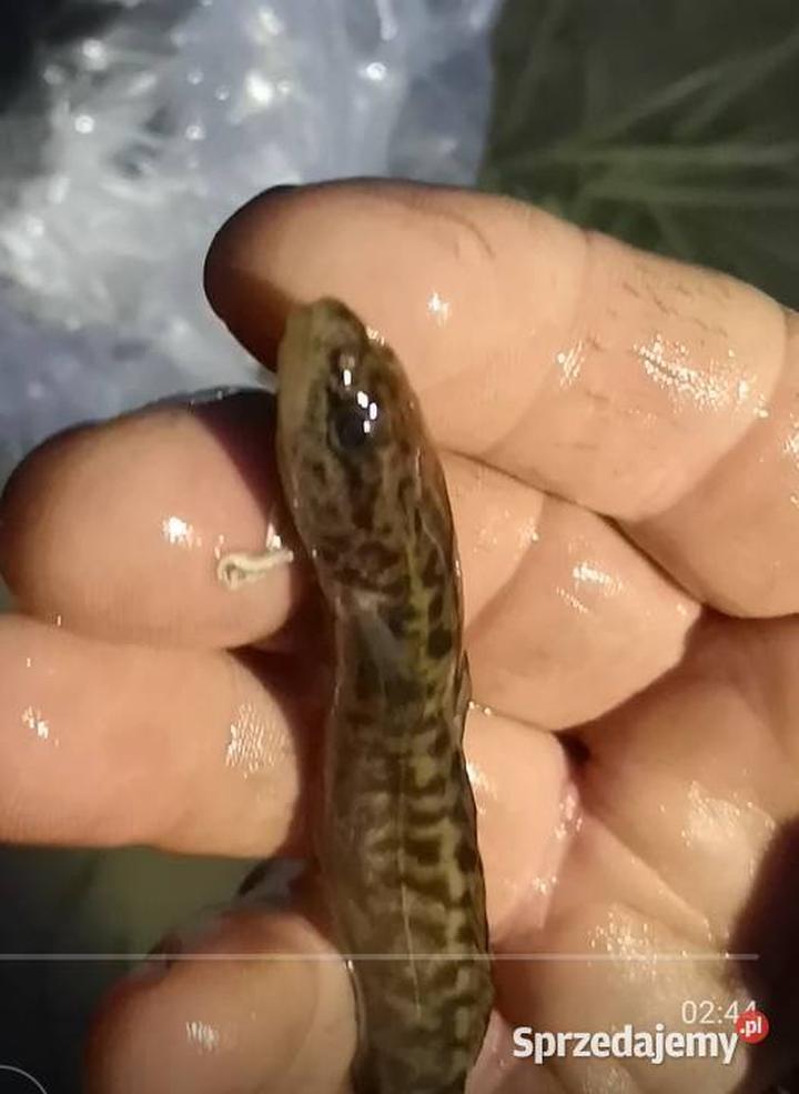 Hodowla narybku miętusa