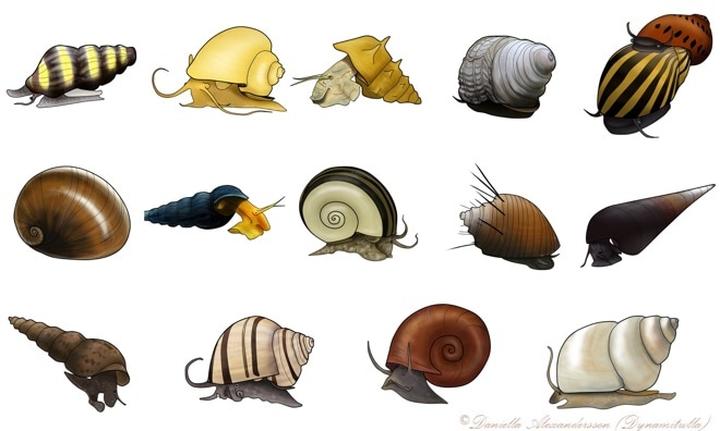 Jak radzić sobie z niechcianymi ślimakami