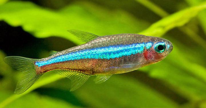 Karmienie ryb akwariowych