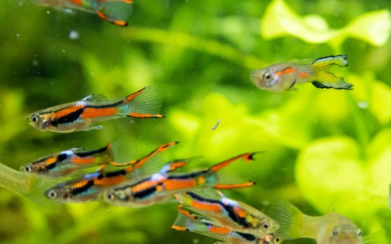 Kompatybilność gatunków ryb