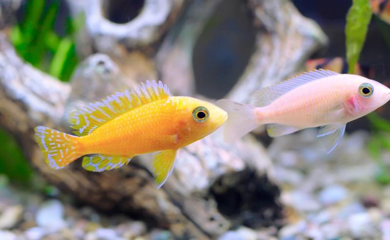 Kompatybilność i konflikty ryb akwariowych