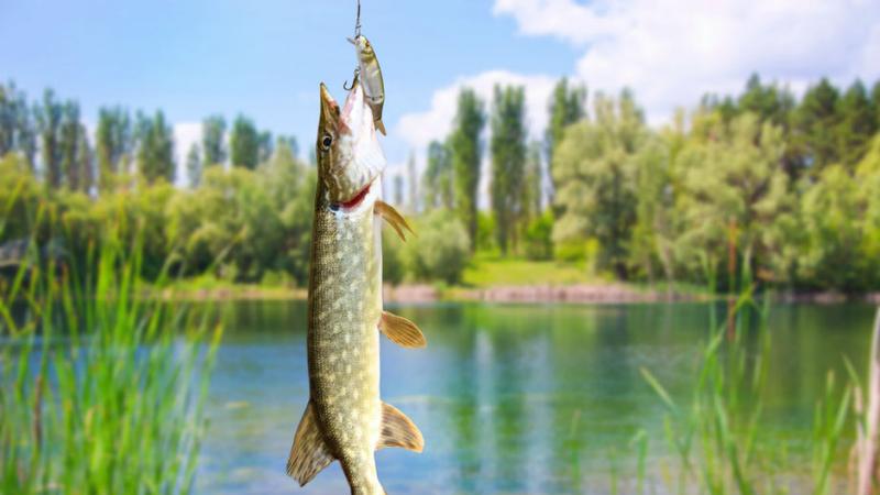 Mandat za brak karty wędkarskiej