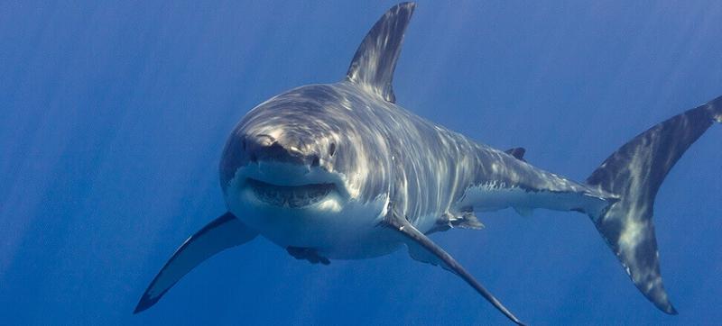 Metody rozmnażania rekinów