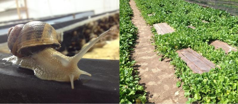 Najlepsze gatunki ślimaków do akwarium