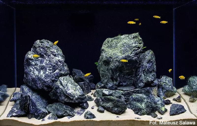 Naturalny ekosystem w akwarium