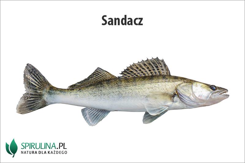 Nawyki żywieniowe sandacza