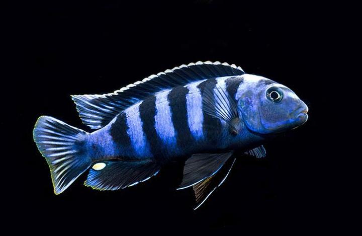 Odpowiedni zbiornik dla pyszczaków i skalarów