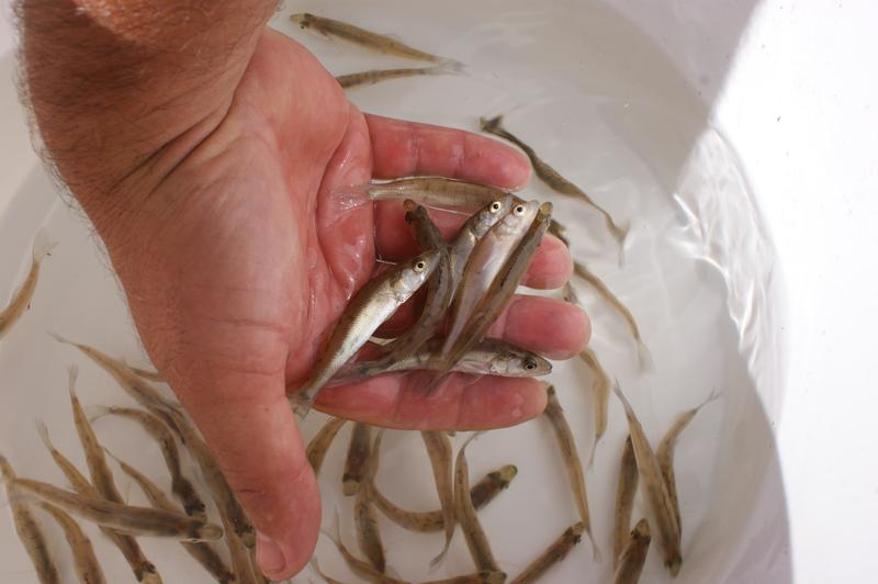 Optymalne warunki wodne miętusa