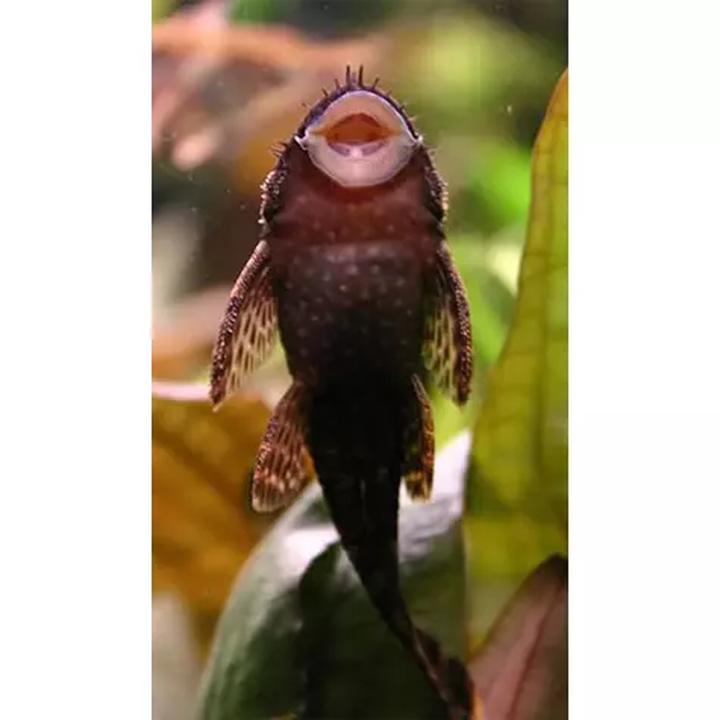 Parametry wody dla glonojada