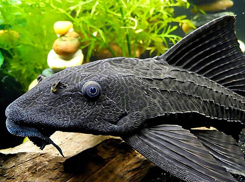 Pielęgnacja glonojadów w akwarium