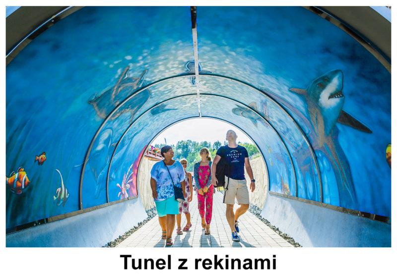 Podwodny świat i morskie stworzenia