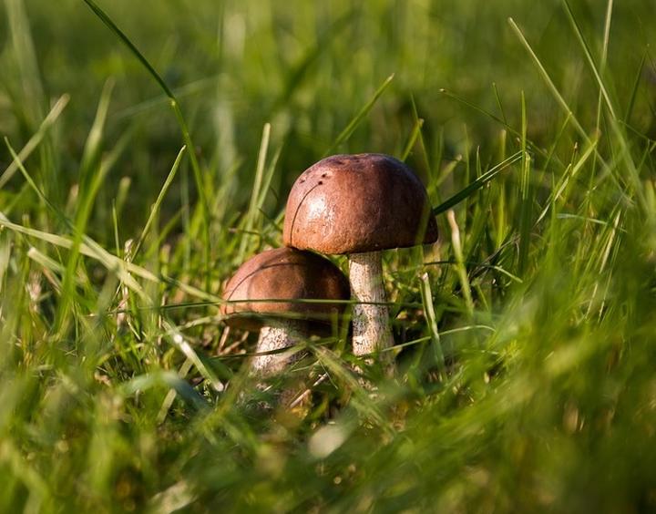 Podziemna sieć grzybni i komunikacja