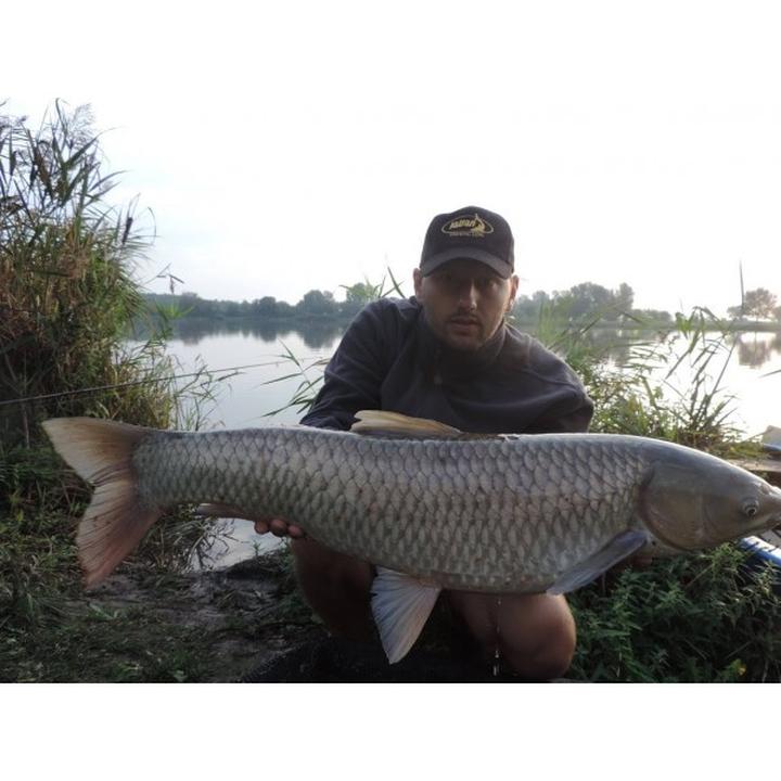 Pokarm i żywienie amura