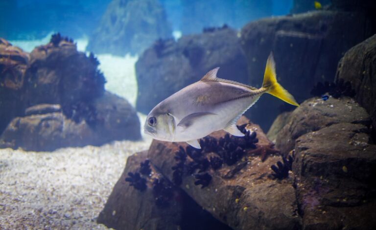 Pokrywy akwariowe na wymiar – inwestycja, która służy przez lata