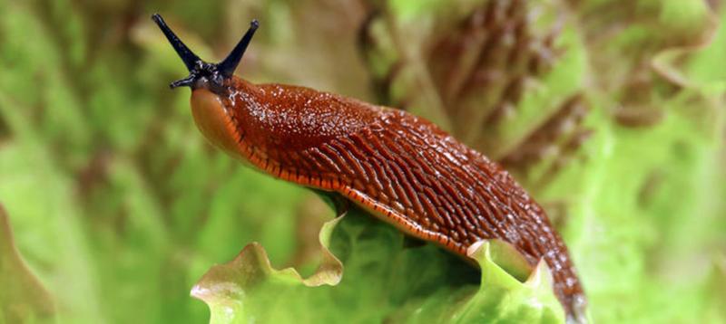 Poszukiwanie partnera przez ślimaki morskie