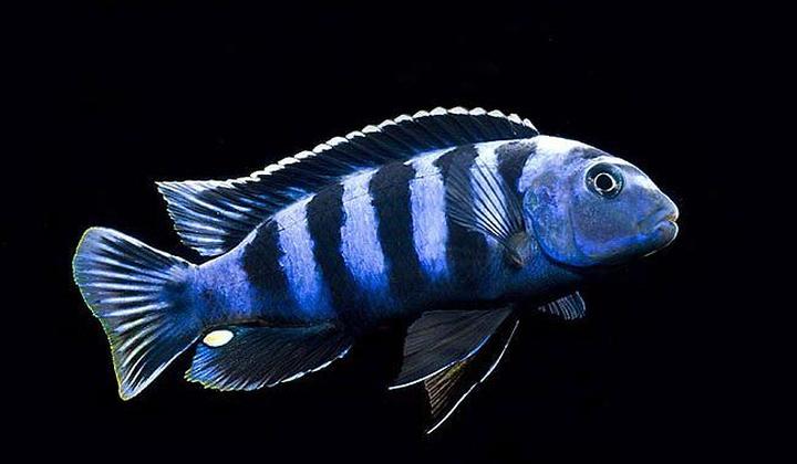 Pyszczaki i skalary w jednym akwarium