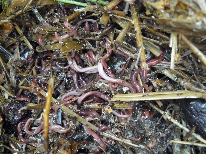 Rozmnażanie dżdżownic