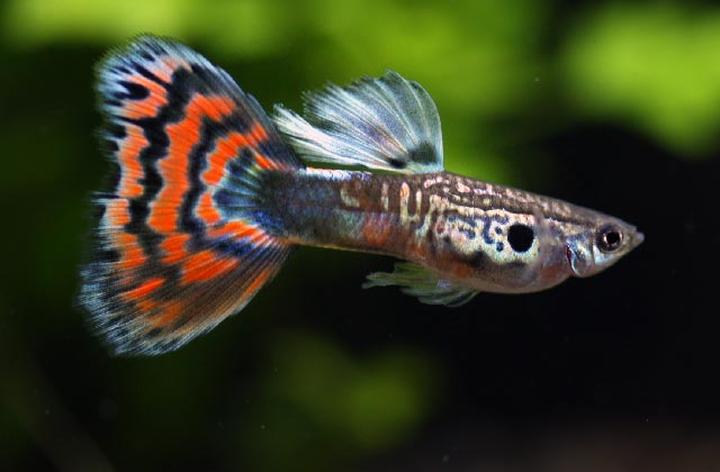 Rozmnażanie gupików w akwarium