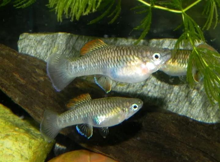 Rozmnażanie gupików