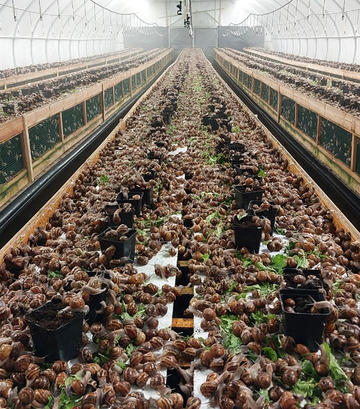 Rozmnażanie ślimaków w akwarium