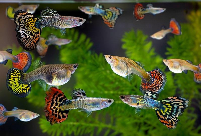 Rybki do akwarium 120l