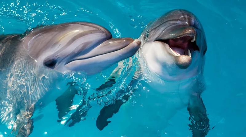 Rytuały godowe delfinów