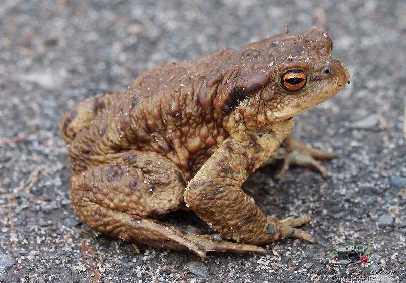 Składniki pokarmowe płazów