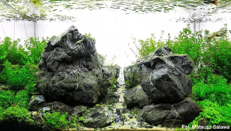 Wybór kamieni do akwarium