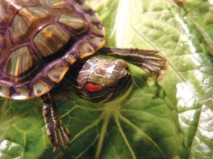 Zaskakujące alternatywy w akwarium