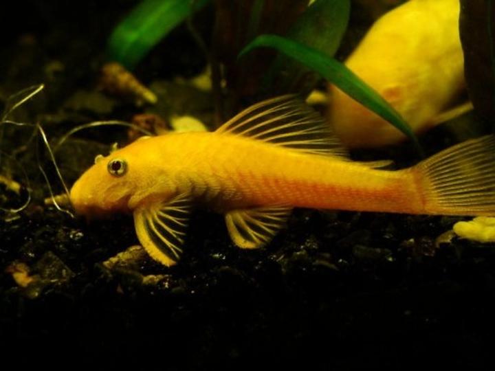 Żywienie glonojadów i zdrowie ryb