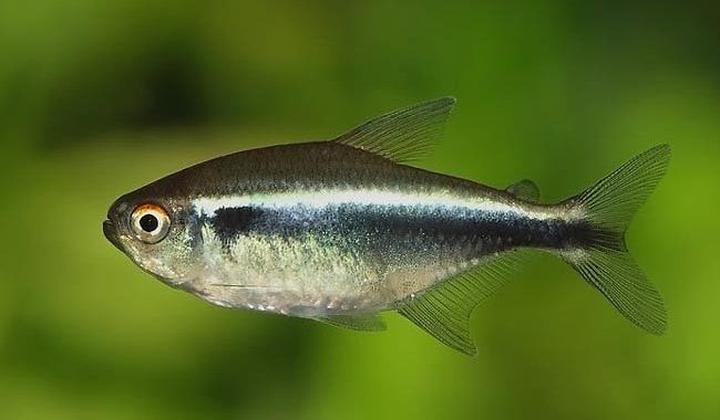 Żywienie i pielęgnacja przed rozmnażaniem