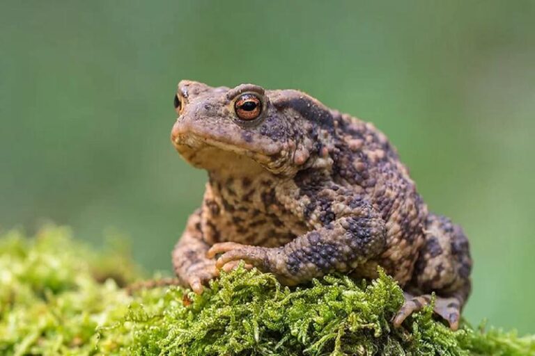 Czym zaskakuje dieta ropuchy szarej? Poznaj nieoczywiste fakty!