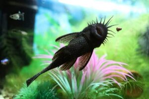 Jak prawidłowo karmić glonojady w akwarium? Odkryj ich ulubione smakołyki!