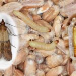 Jak skutecznie chronić jedzenie przed molami i co one jedzą?