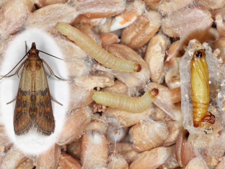 Jak skutecznie chronić jedzenie przed molami i co one jedzą?