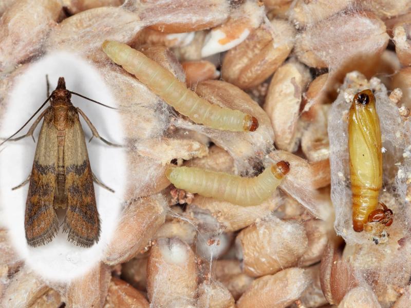 Jak skutecznie chronić jedzenie przed molami i co one jedzą?