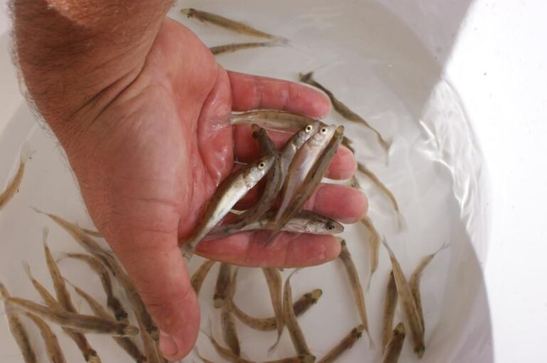 Jak skutecznie hodować narybek miętusa? Praktyczne porady na zdrowy rozwój ryb