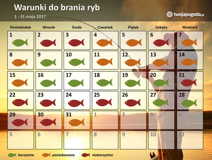 Odkryj Kalendarz Ryb – Najlepszy Wędkarski Kalendarz Online Dla Pasjonatów