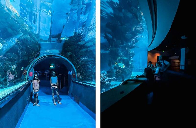 Odkryj magiczne tajemnice oceanarium w Budapeszcie – najlepsze atrakcje na Węgrzech