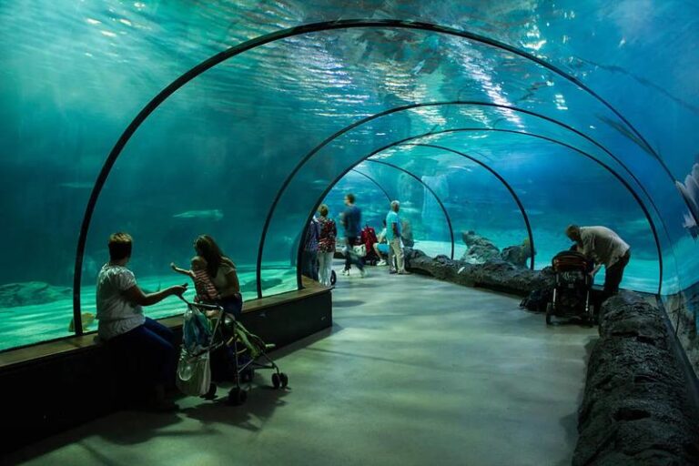 Odkryj magię oceanarium w Holandii: Niezapomniane atrakcje w Rotterdamie i Scheveningen